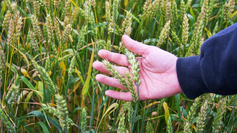 Wheat cultivation technology from preparation for sowing to harvest