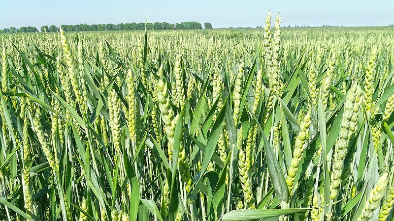 Wheat cultivation technology from preparation for sowing to harvest