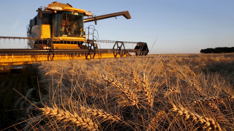 Wheat cultivation technology from preparation for sowing to harvest