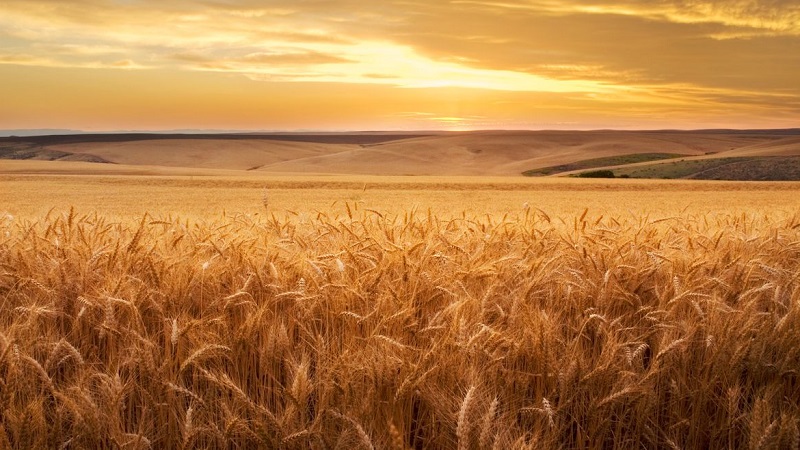 Wheat cultivation technology from preparation for sowing to harvest