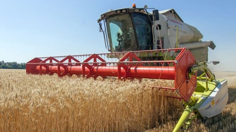 How and when wheat is harvested: timing, methods and further storage