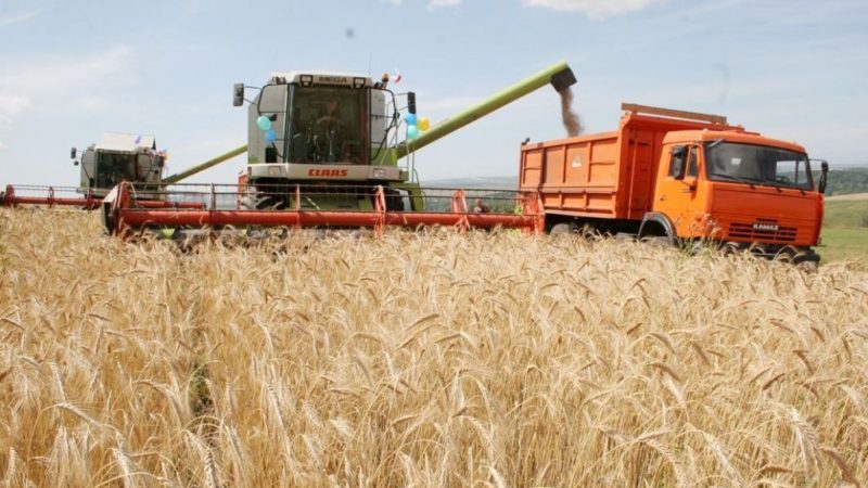 How and when wheat is harvested: timing, methods and further storage
