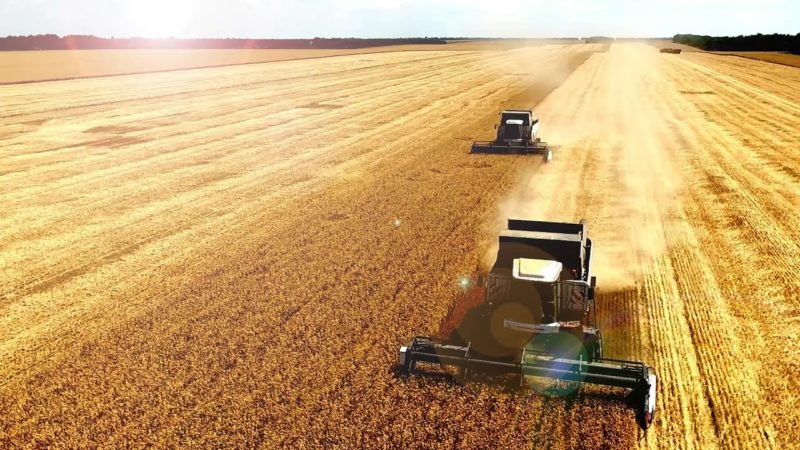 How and when wheat is harvested: timing, methods and further storage
