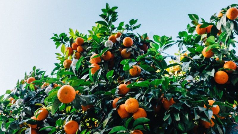 Reasons why mandarin leaves fall and methods for saving the plant