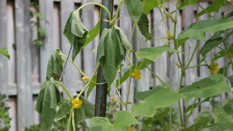 How to be and what to do if cucumber leaves wither in a greenhouse: recipes for processing