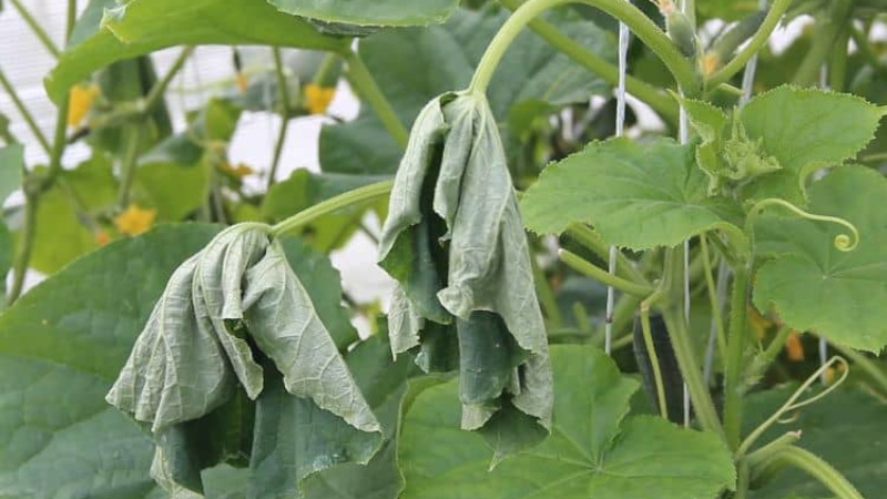 What to do if cucumbers do not grow: top dressing recipes