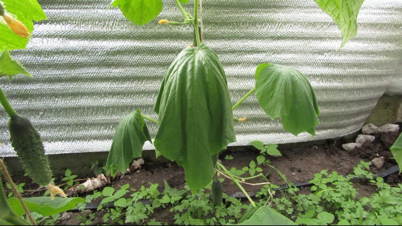 How to be and what to do if cucumber leaves wither in a greenhouse: recipes for processing