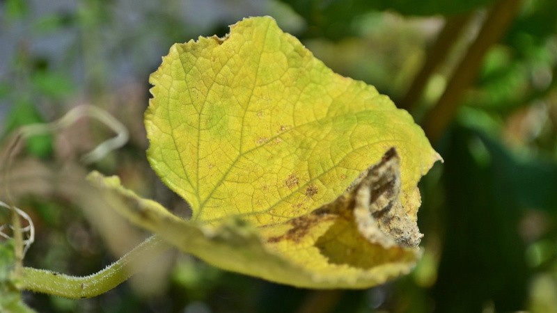 How to be and what to do if cucumber leaves wither in a greenhouse: recipes for processing