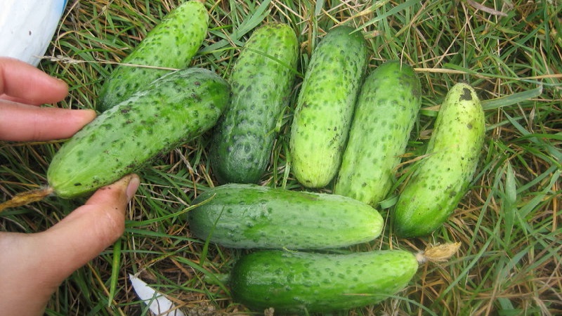 Choosing self-pollinated varieties of cucumbers for the greenhouse that are resistant to diseases