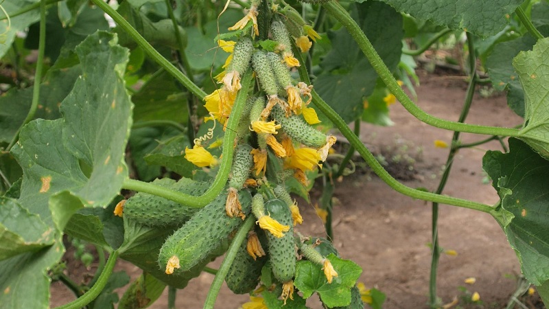 Choosing self-pollinated varieties of cucumbers for the greenhouse that are resistant to diseases