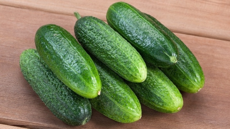 Choosing self-pollinated varieties of cucumbers for the greenhouse that are resistant to diseases