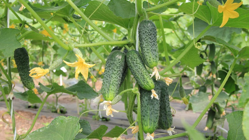 Choosing self-pollinated varieties of cucumbers for the greenhouse that are resistant to diseases