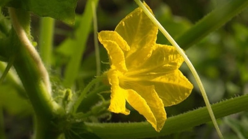 Choosing self-pollinated varieties of cucumbers for the greenhouse that are resistant to diseases