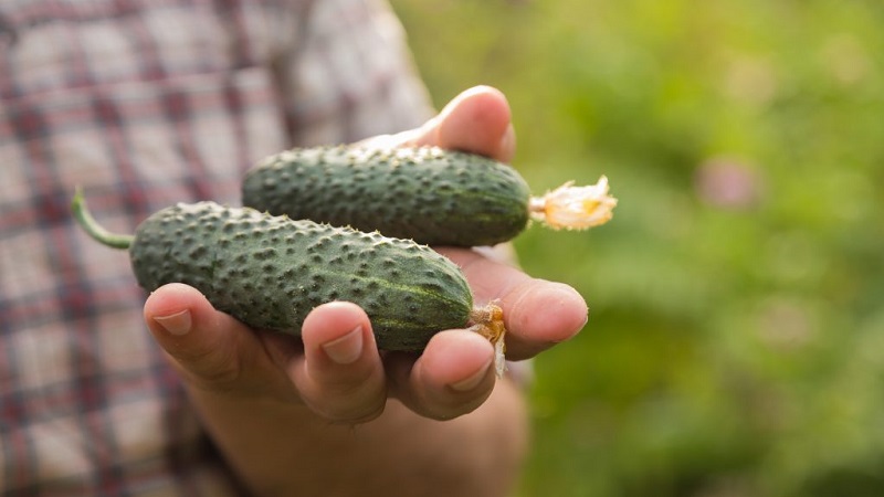 Choosing self-pollinated varieties of cucumbers for the greenhouse that are resistant to diseases