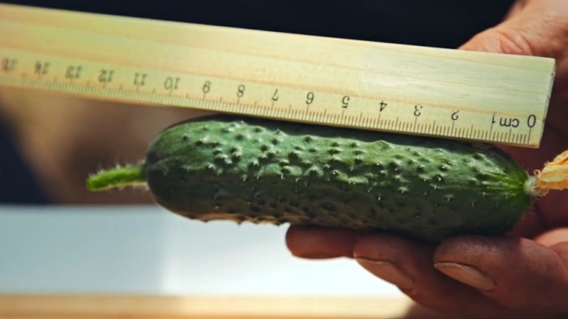 Choosing self-pollinated varieties of cucumbers for the greenhouse that are resistant to diseases