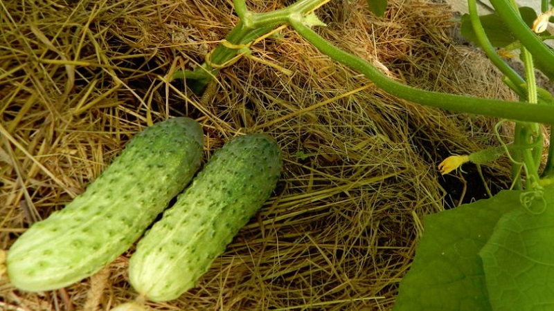 Choosing self-pollinated varieties of cucumbers for the greenhouse that are resistant to diseases