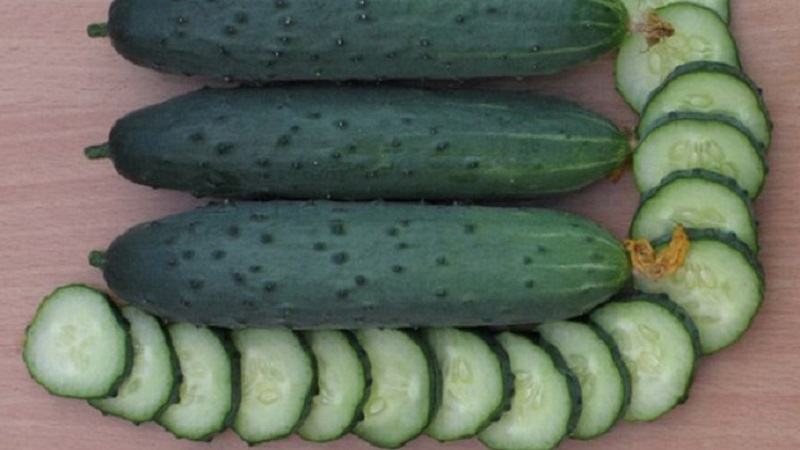 Choosing self-pollinated varieties of cucumbers for the greenhouse that are resistant to diseases