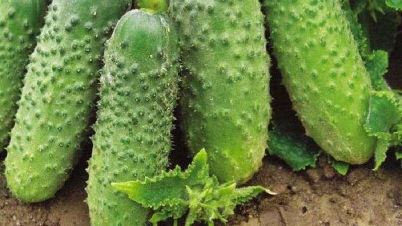 Choosing self-pollinated varieties of cucumbers for the greenhouse that are resistant to diseases