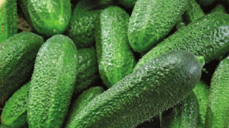 Choosing self-pollinated varieties of cucumbers for the greenhouse that are resistant to diseases