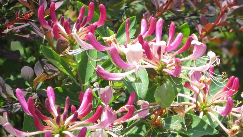 Growing honeysuckle honeysuckle: planting, care, reproduction