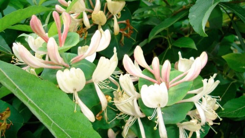 Growing honeysuckle honeysuckle: planting, care, reproduction