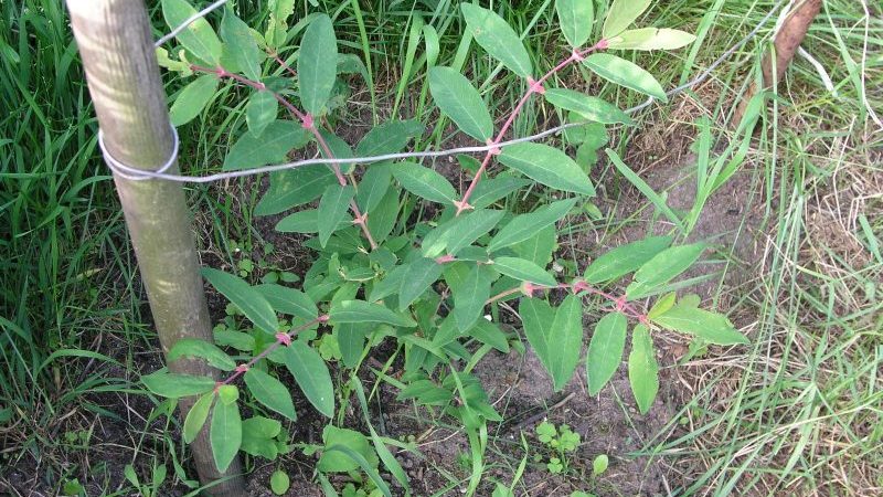 Growing honeysuckle honeysuckle: planting, care, reproduction