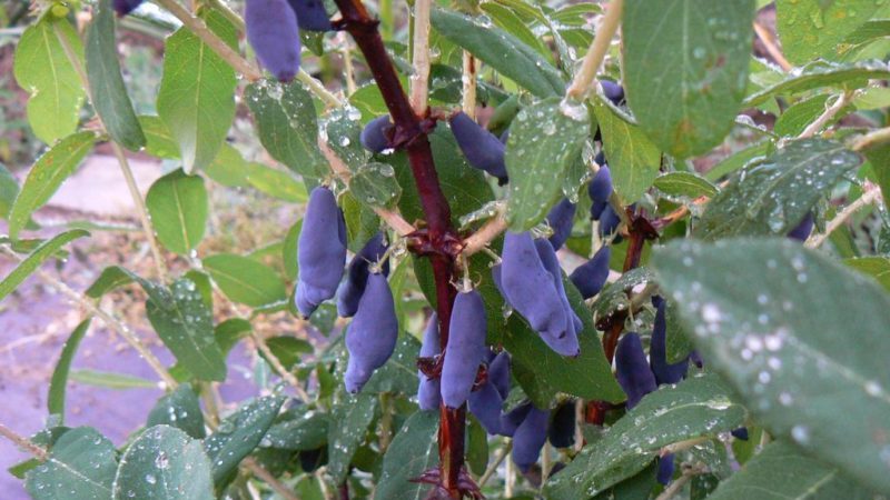 Frost-resistant early ripening variety of honeysuckle Lakomka