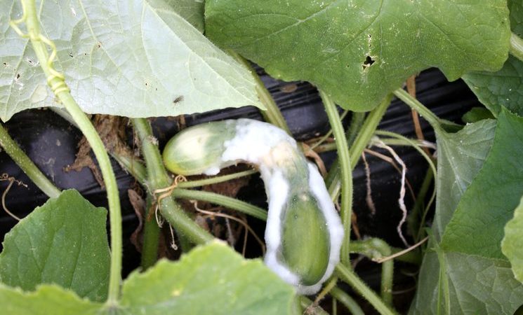 Iodine and brilliant green rush to the rescue: the secrets of processing cucumbers for a better harvest