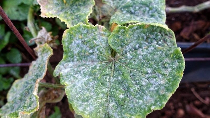 Iodine and brilliant green rush to the rescue: the secrets of processing cucumbers for a better harvest