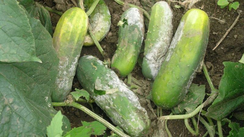 Iodine and brilliant green rush to the rescue: the secrets of processing cucumbers for a better harvest