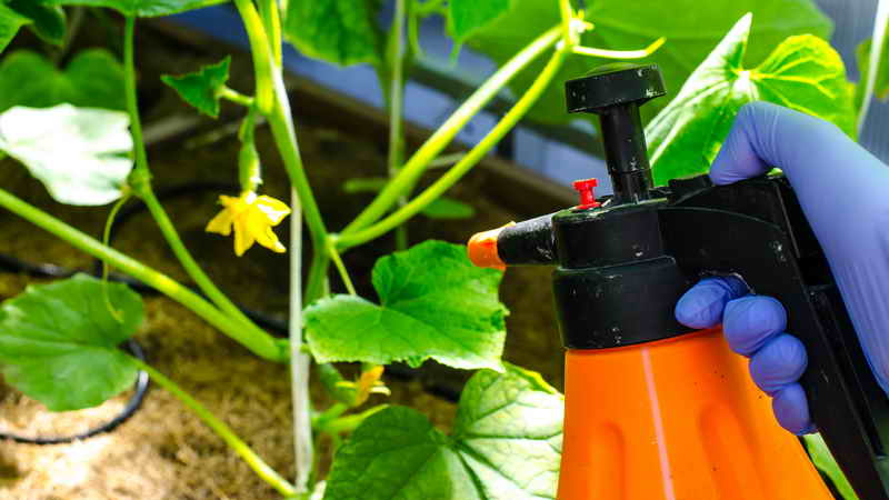 Iodine and brilliant green rush to the rescue: the secrets of processing cucumbers for a better harvest