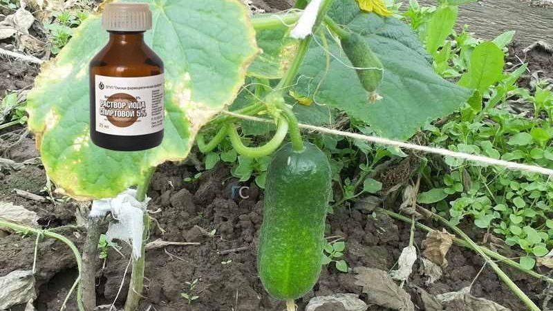 Iodine and brilliant green rush to the rescue: the secrets of processing cucumbers for a better harvest