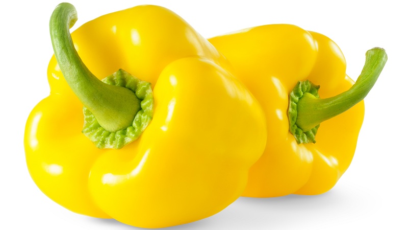 Characteristics and description of varieties of yellow pepper