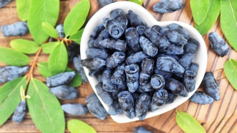 Useful properties of honeysuckle for the male body