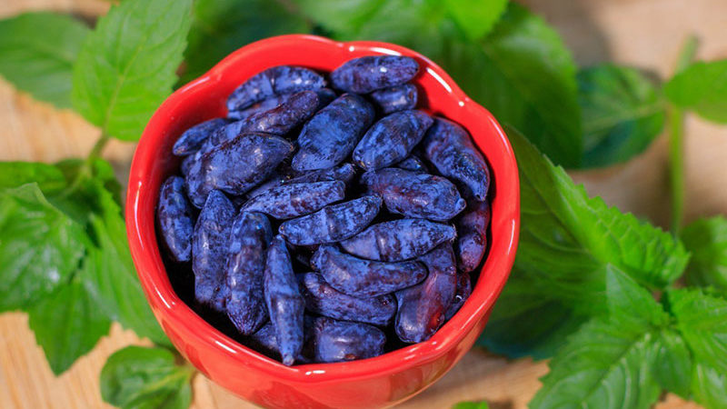 Useful properties of honeysuckle for the male body