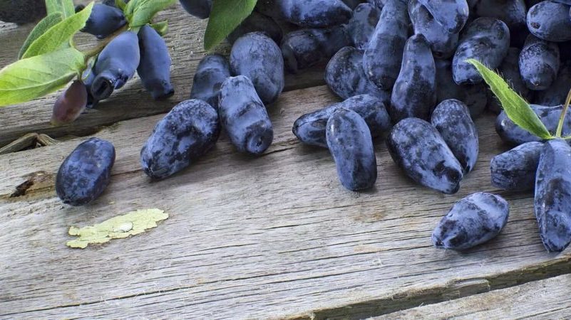 Useful properties of honeysuckle for the male body