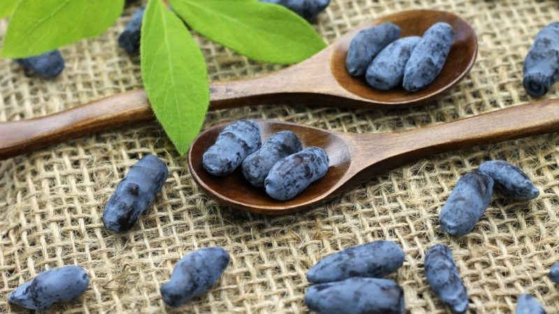 Useful properties of honeysuckle for the male body