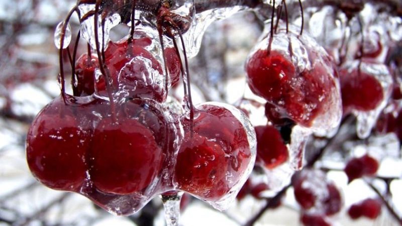 Review of the best winter-hardy sweet cherry varieties and criteria for their selection