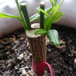Step-by-step guide: how to plant a seed orange at home