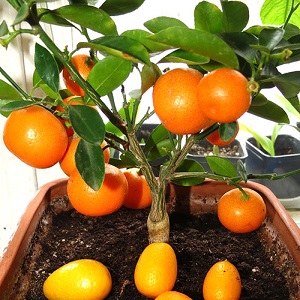 Step-by-step guide: how to plant a seed orange at home