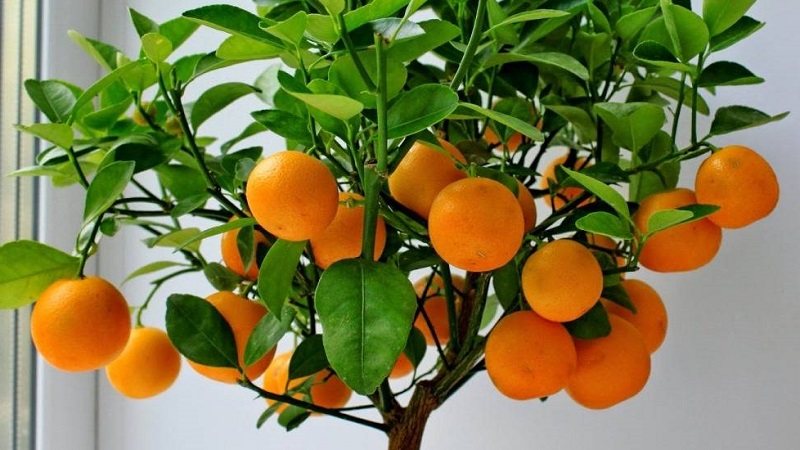 Step-by-step guide: how to plant a seed orange at home