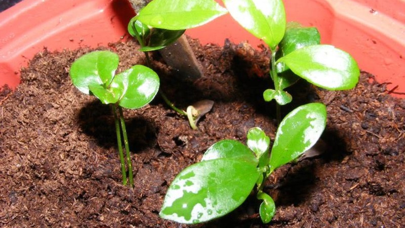 Step-by-step guide: how to plant a seed orange at home