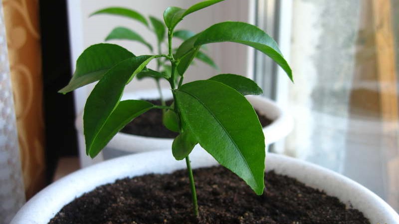 Step-by-step guide: how to plant a seed orange at home