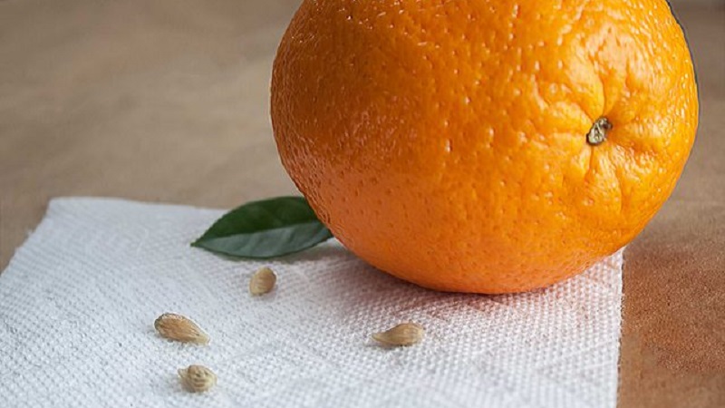 Step-by-step guide: how to plant a seed orange at home