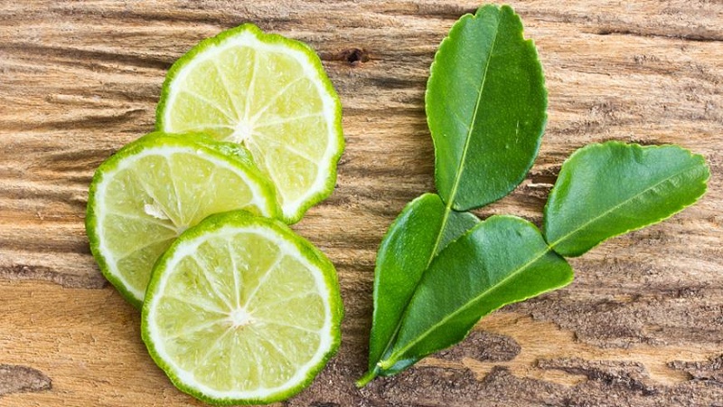 Why are kaffir lime leaves useful and how to use them in cooking and aromatherapy
