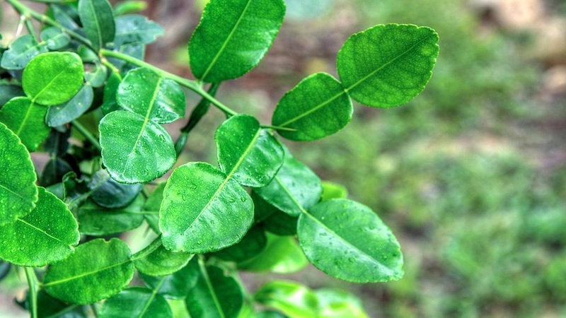 Why are kaffir lime leaves useful and how to use them in cooking and aromatherapy