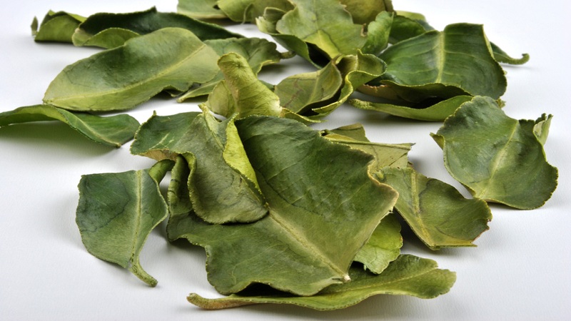 Why are kaffir lime leaves useful and how to use them in cooking and aromatherapy