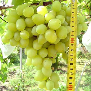 Arcadia table grape review