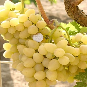 Arcadia table grape review