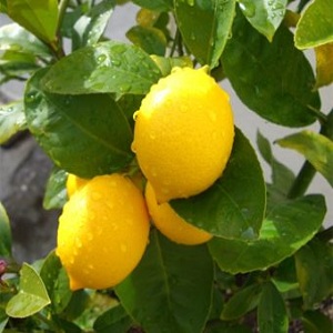 Everything about lemon - is it a vegetable, berry or fruit